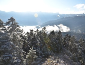 雪松信托，拨云见雾，探寻真相之旅